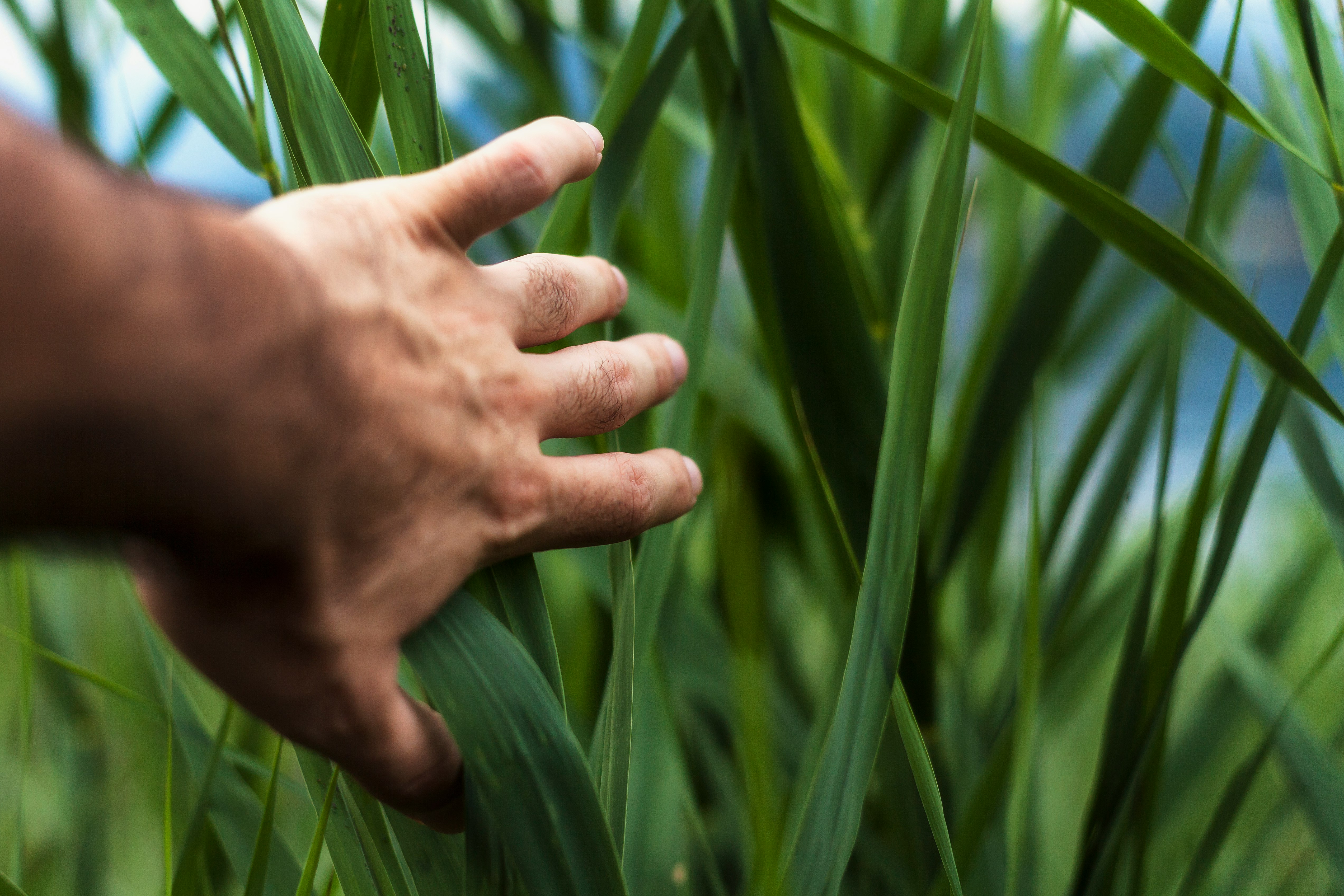 person holding green grass